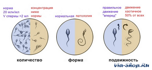 Все о спермограмме